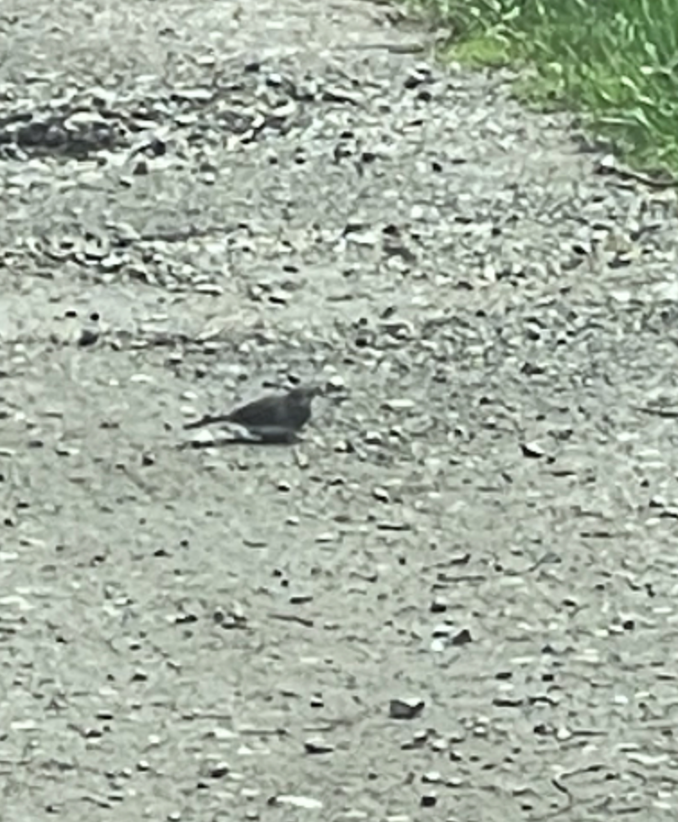 Dark-eyed Junco - ML619189029