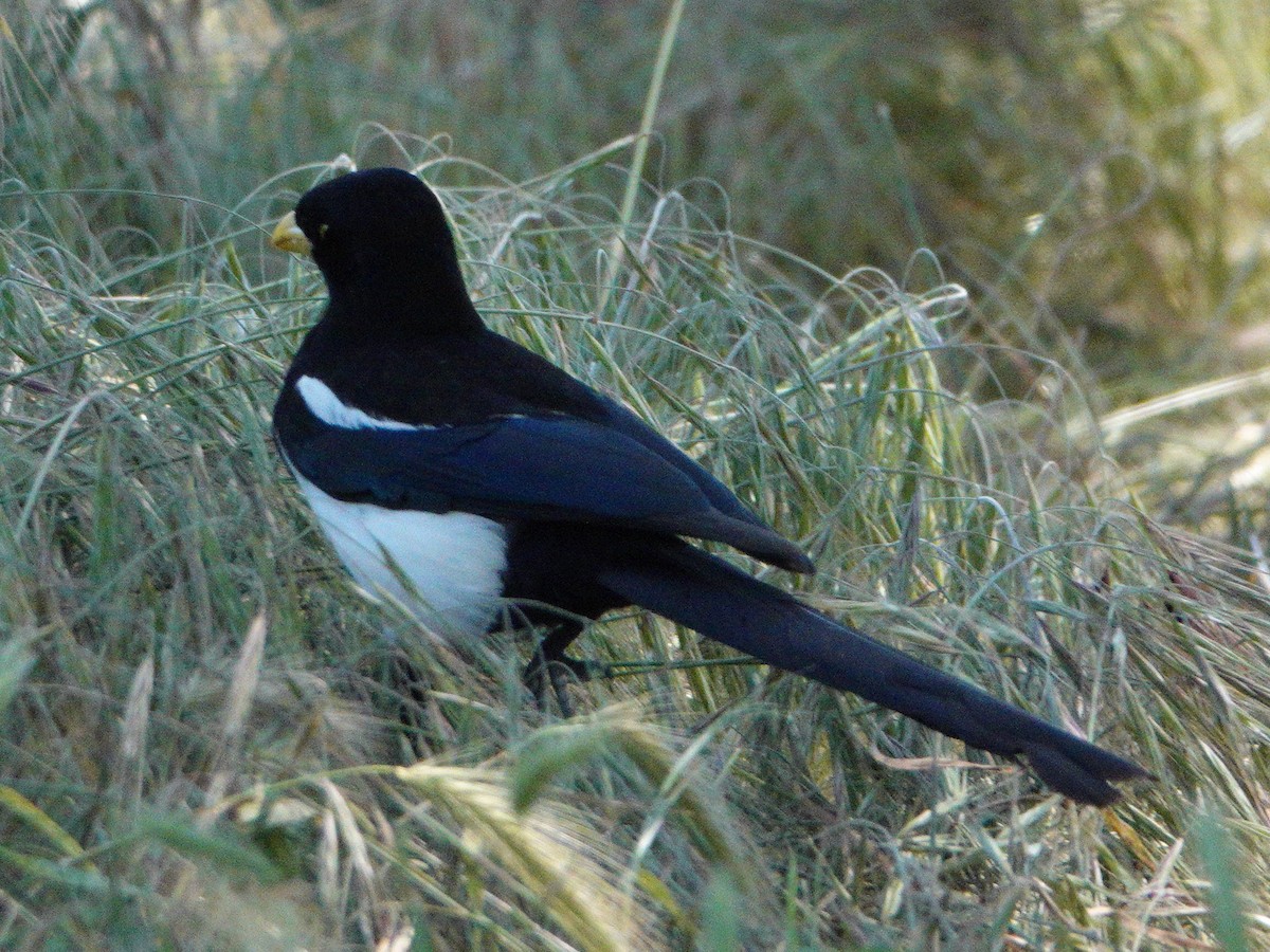 Yellow-billed Magpie - ML619189031