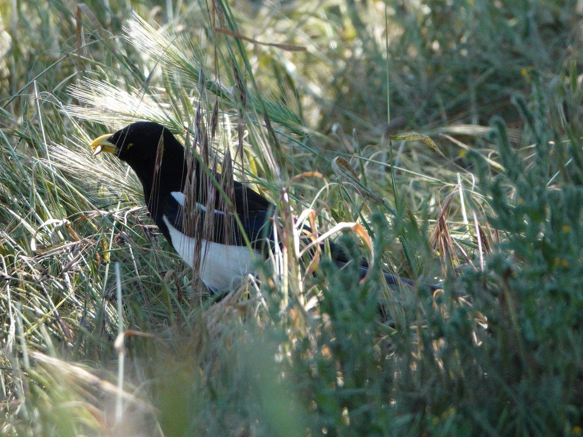 Yellow-billed Magpie - ML619189032