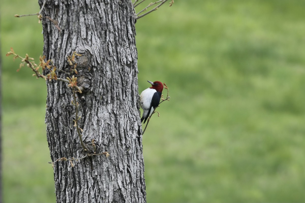 Red-headed Woodpecker - Darby Nugent