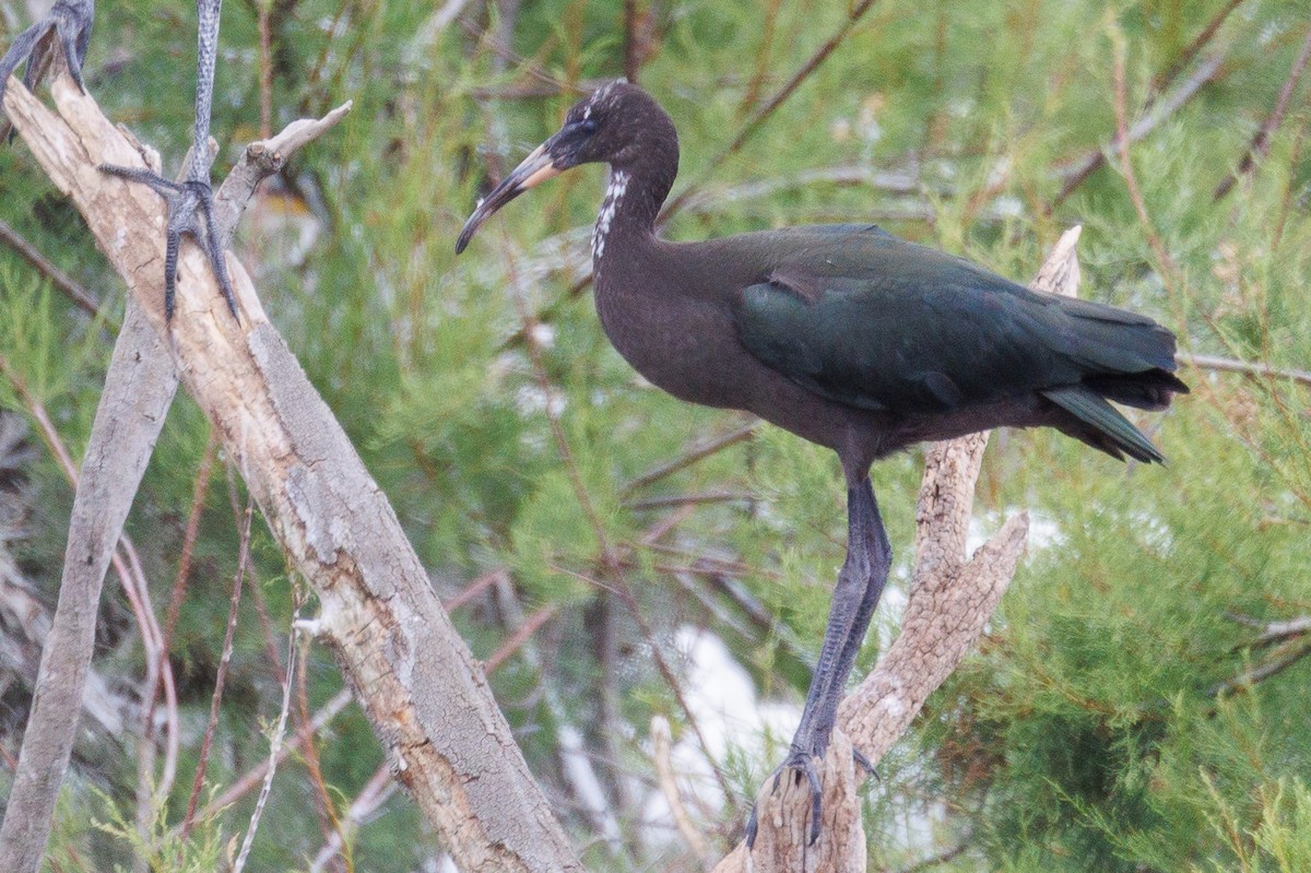 ibis hnědý - ML619189045