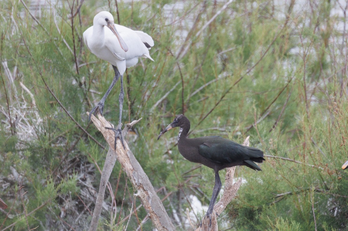 ibis hnědý - ML619189050