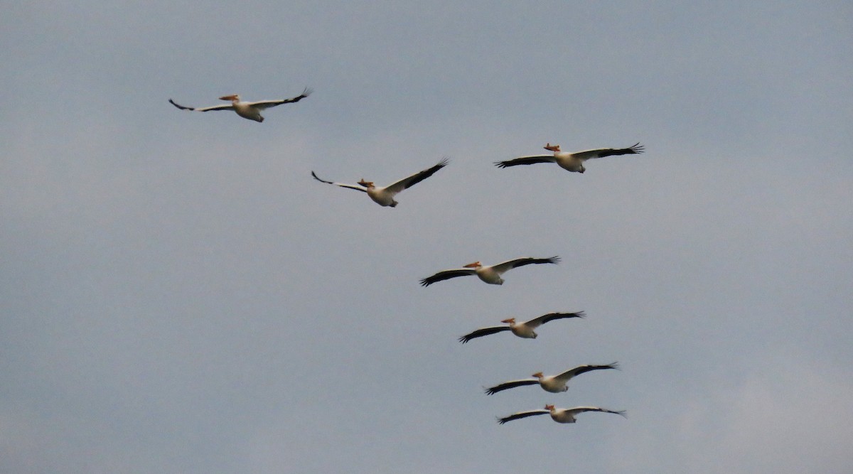 American White Pelican - Michel Turcot