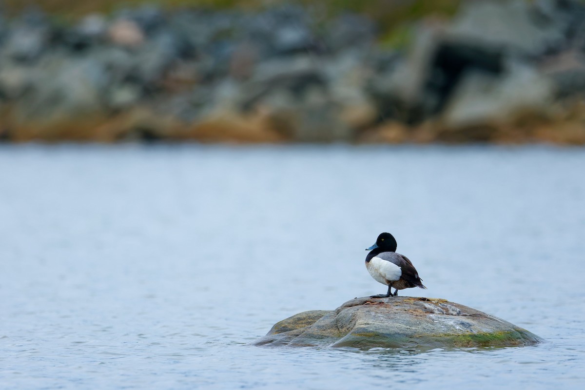 Lesser Scaup - Darry W.