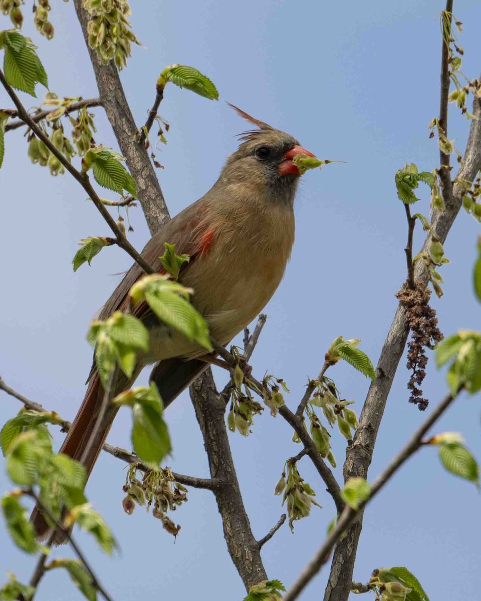 Northern Cardinal - Gary Hofing