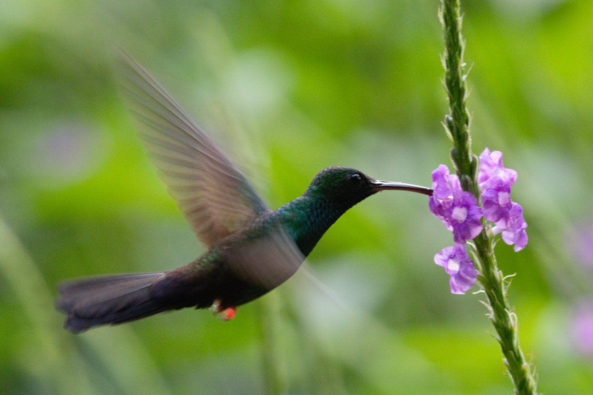 Bronze-tailed Plumeleteer - Alexandra Barath