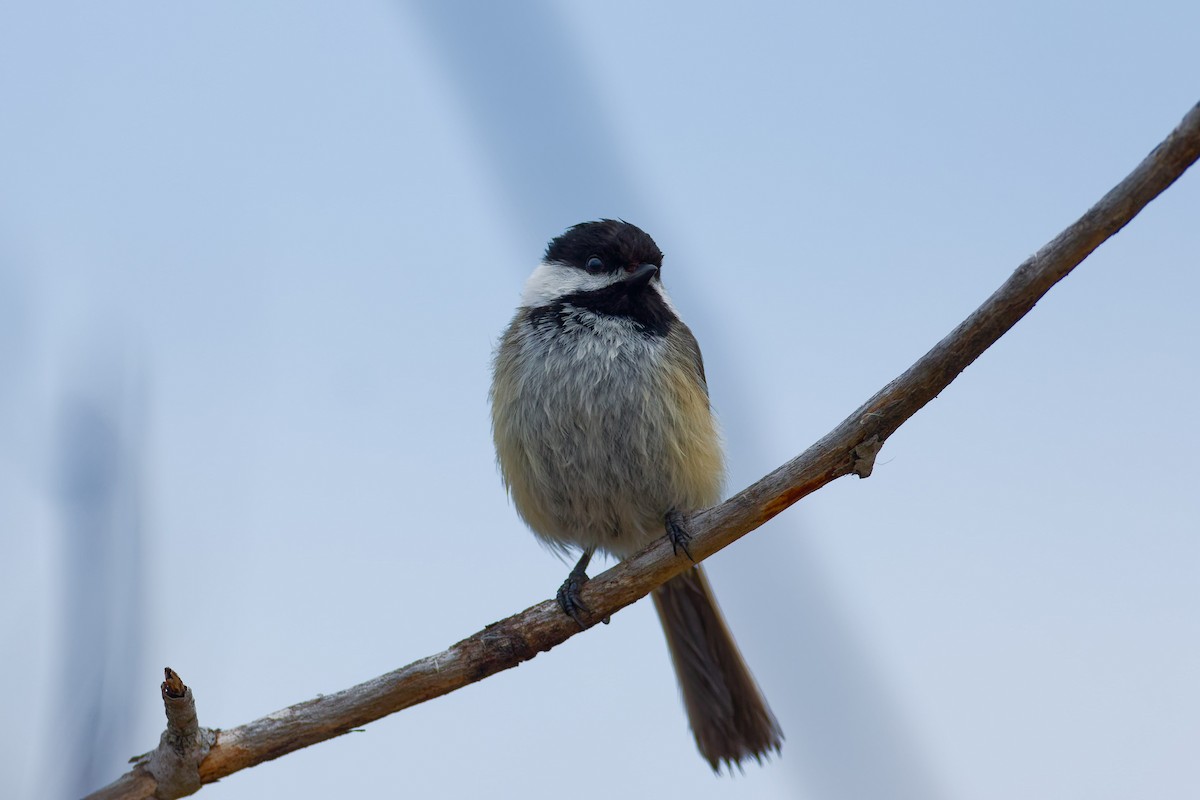 Black-capped Chickadee - Darry W.