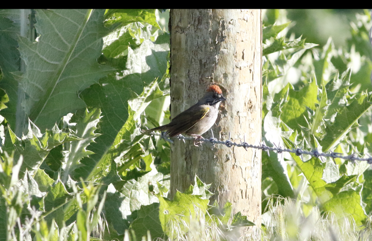 Green-tailed Towhee - ML619189078