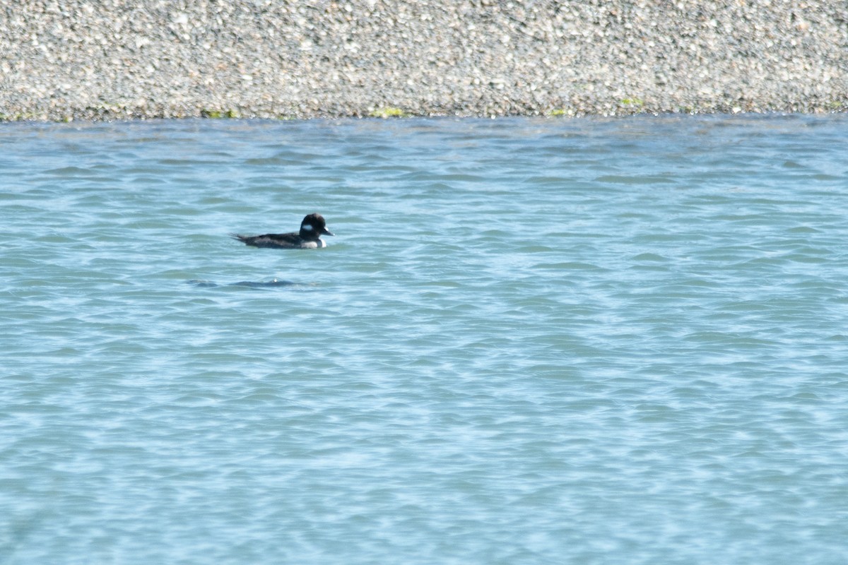 Bufflehead - Gabe LaCount