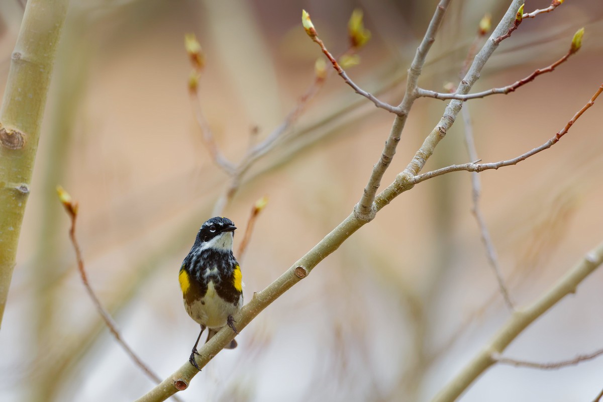 Yellow-rumped Warbler - ML619189083