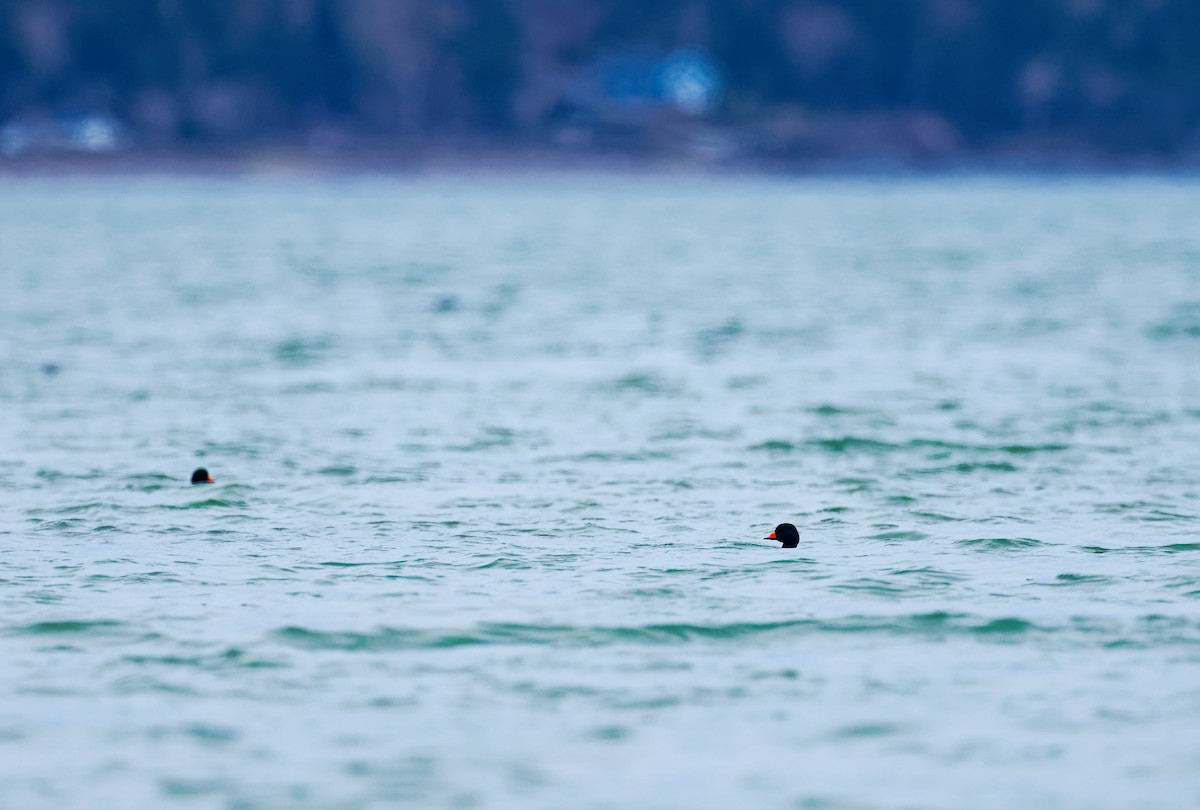 Black Scoter - Darry W.