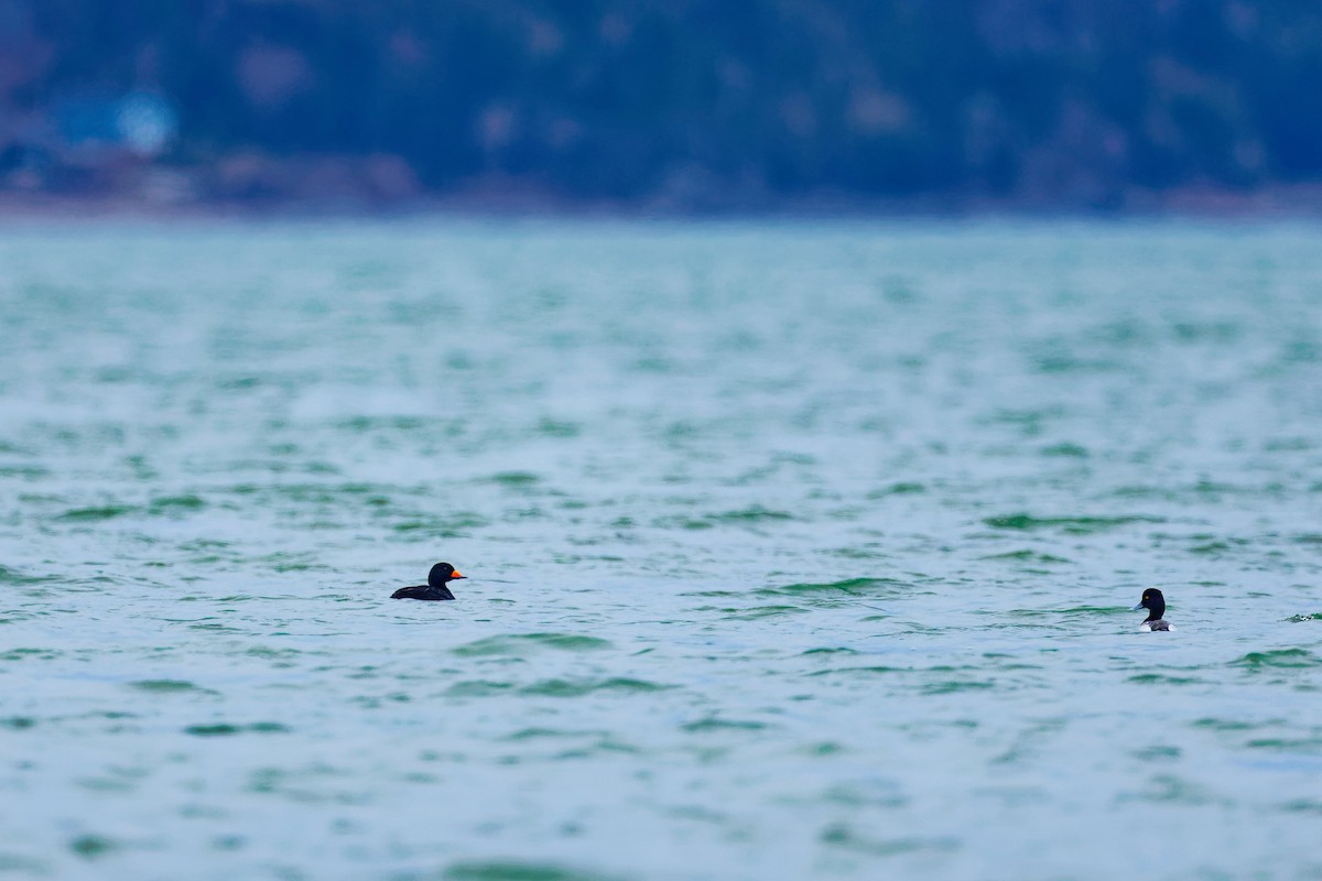 Black Scoter - Darry W.