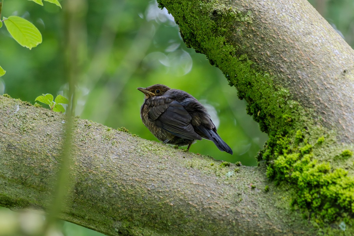 Eurasian Blackbird - Iva Janáčková