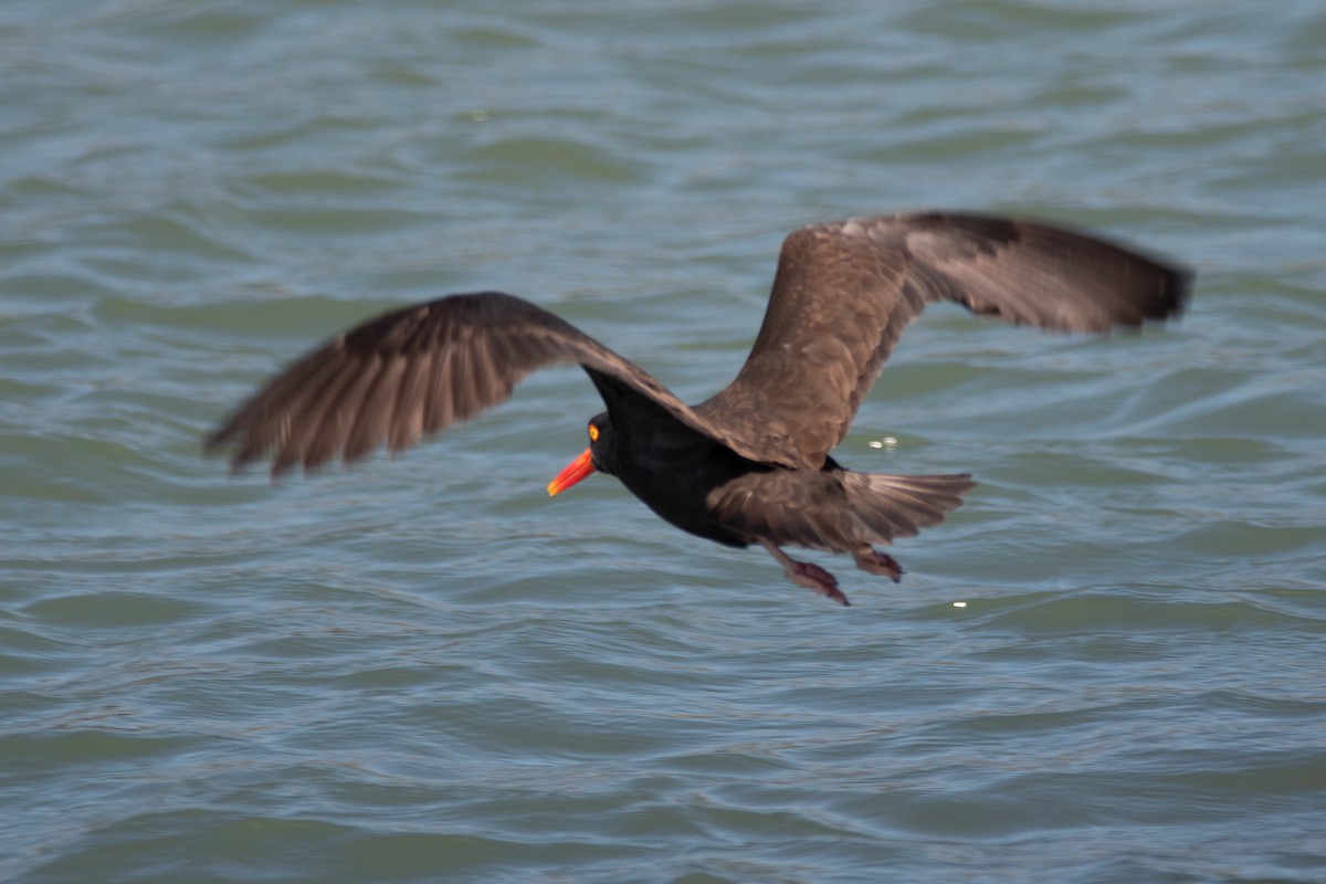 Black Oystercatcher - Gabe LaCount