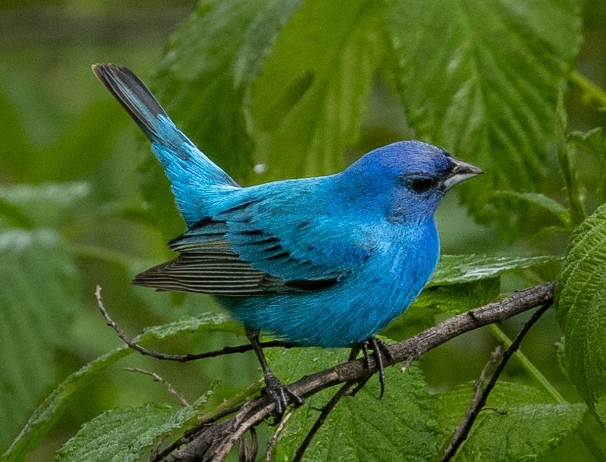 Indigo Bunting - Rick Simpson