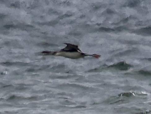 Common Loon - Willie Sekula