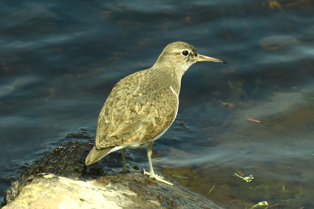 Common Sandpiper - Blair Whyte