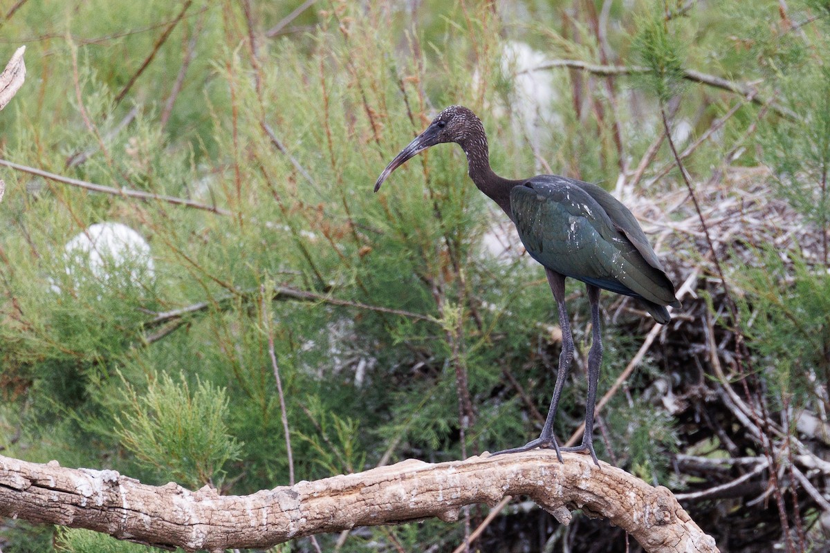 Glossy Ibis - Antonio Xeira