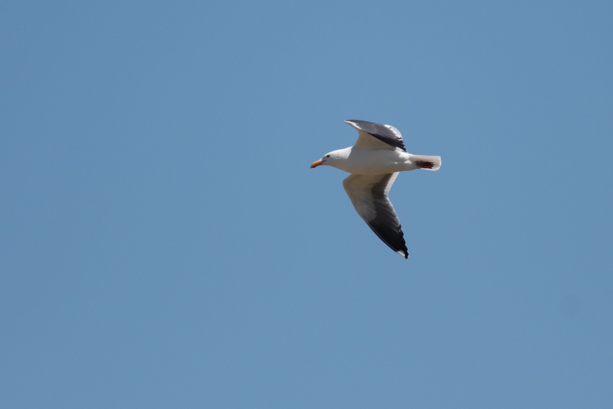 Western Gull - Gabe LaCount