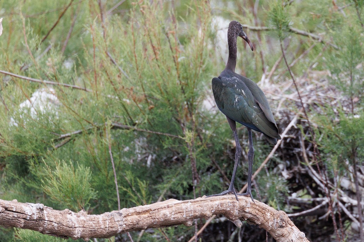 Glossy Ibis - Antonio Xeira