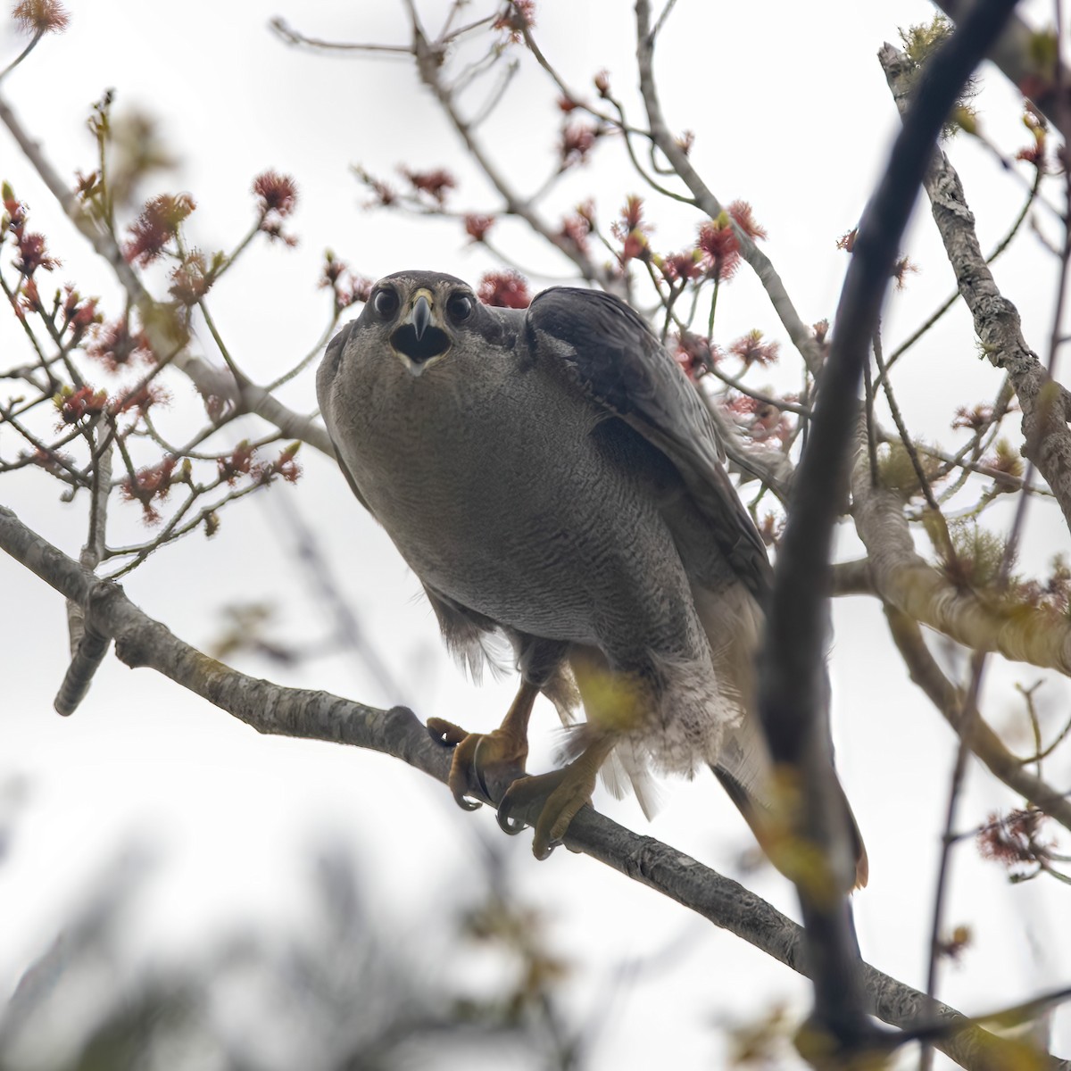 American Goshawk - Krystyn Scrbic