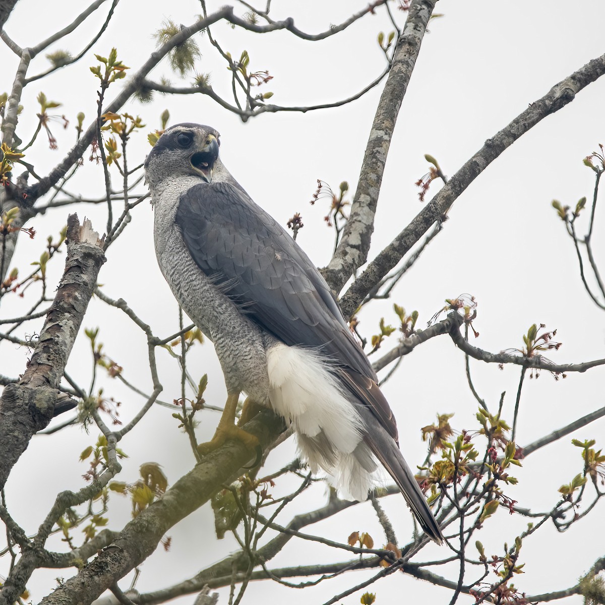 American Goshawk - Krystyn Scrbic