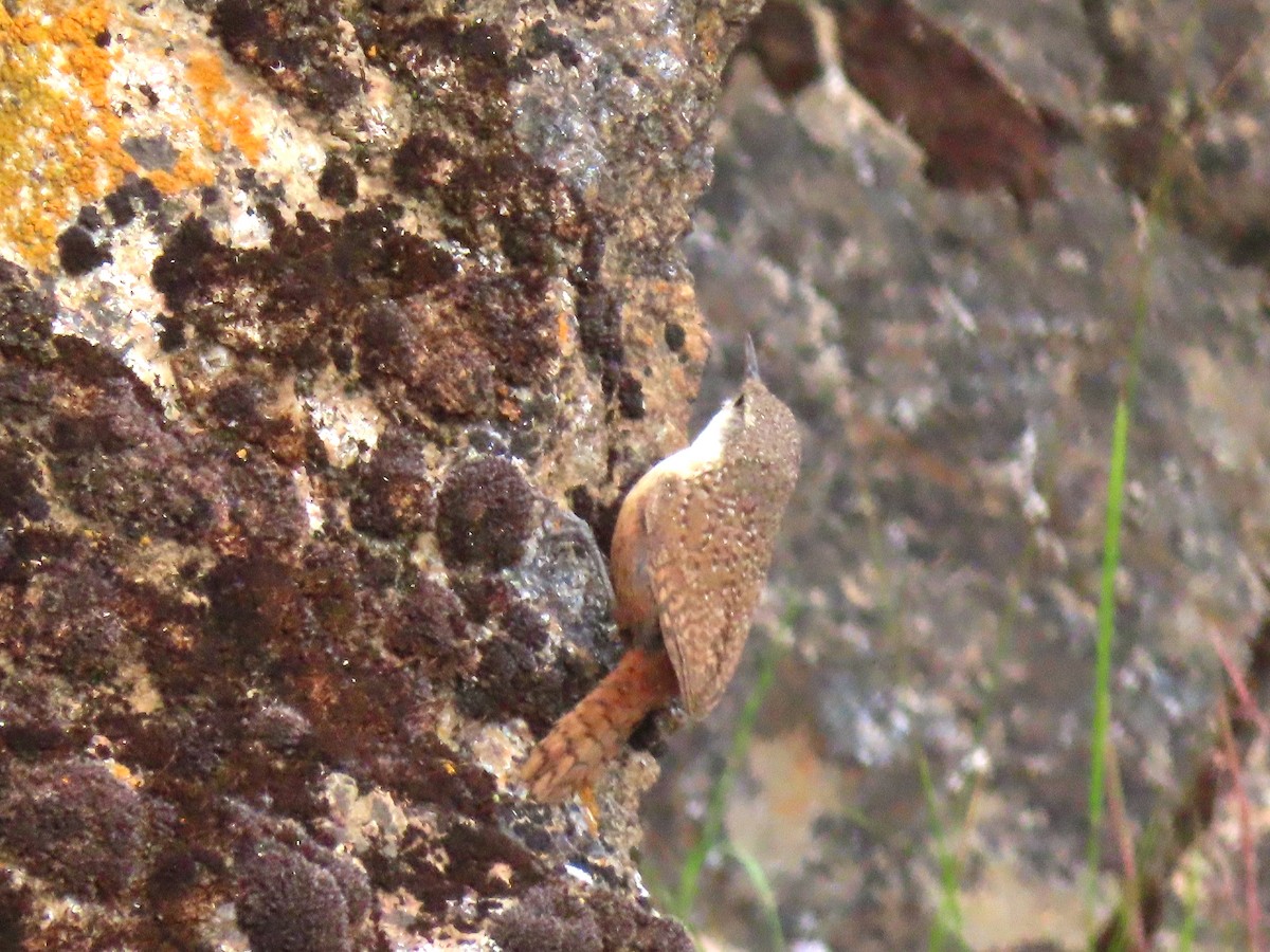 Canyon Wren - Dana Bangs