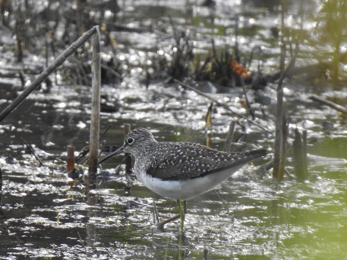 Solitary Sandpiper - J Brousseau