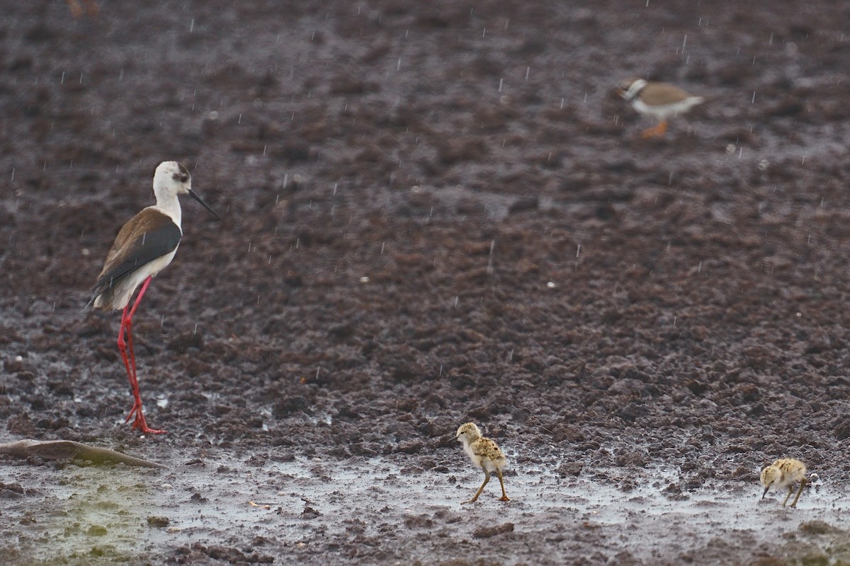 Black-winged Stilt - Javier Martinez