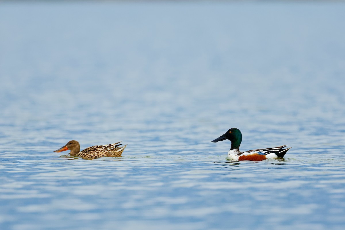 Northern Shoveler - Darry W.