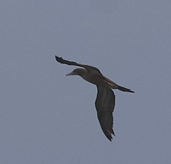 Brown Booby - ML619189178