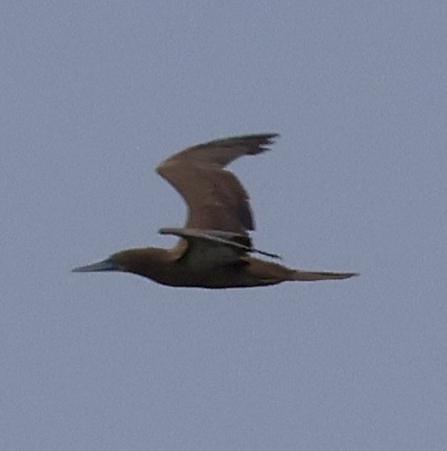 Brown Booby - ML619189179