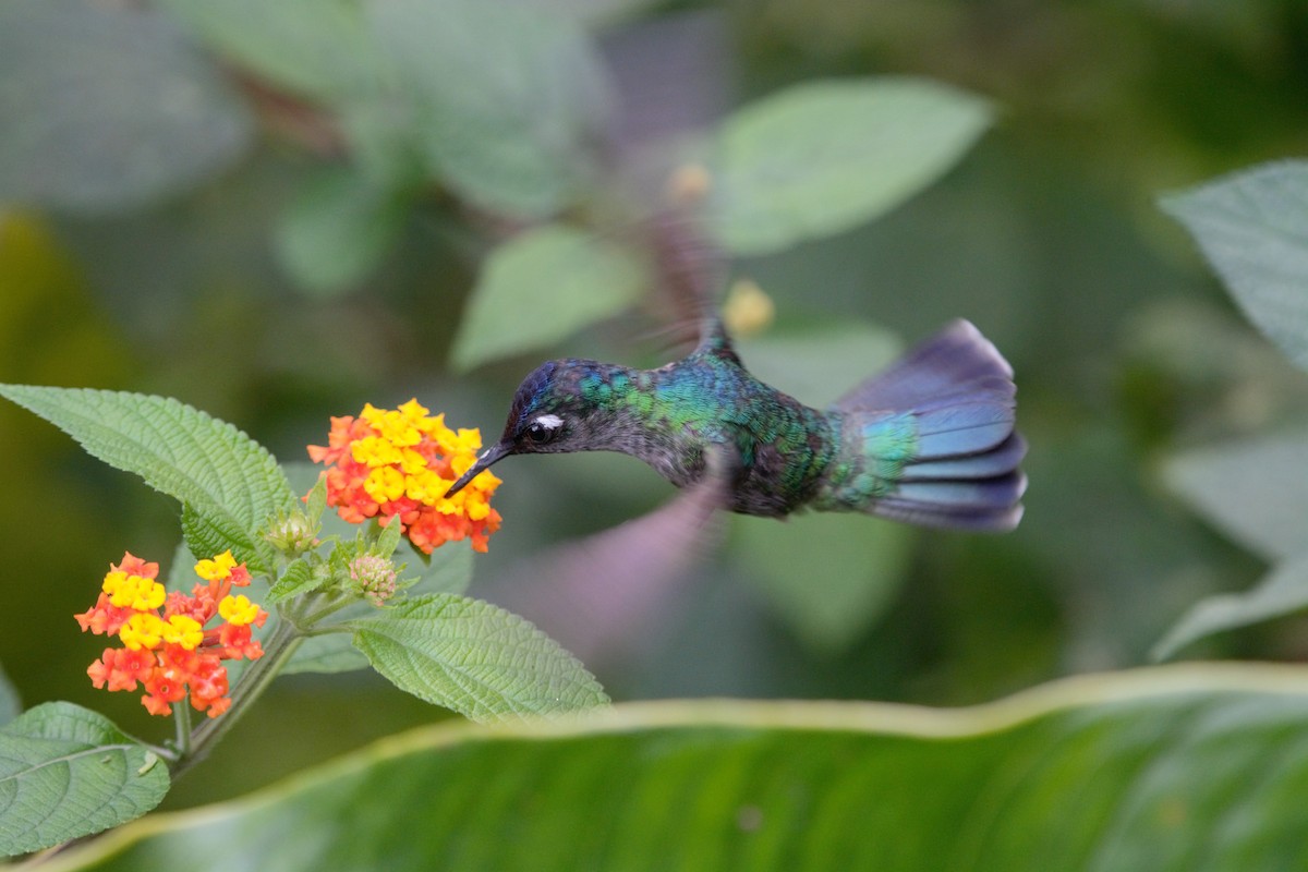 Violet-headed Hummingbird - Alexandra Barath