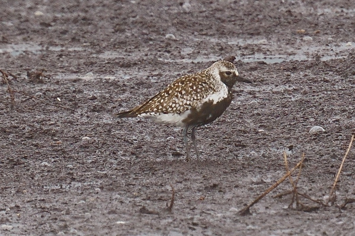 Black-bellied Plover - Javier Martinez