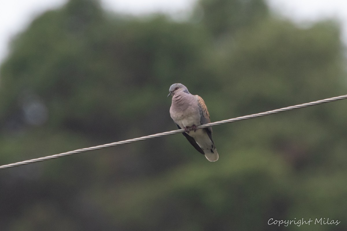 European Turtle-Dove - Milas Santos