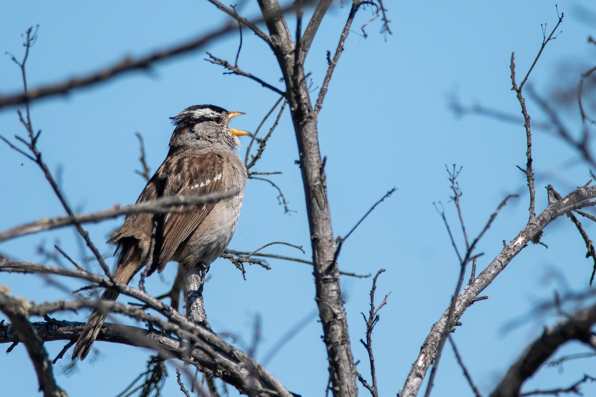 White-crowned Sparrow - Gabe LaCount