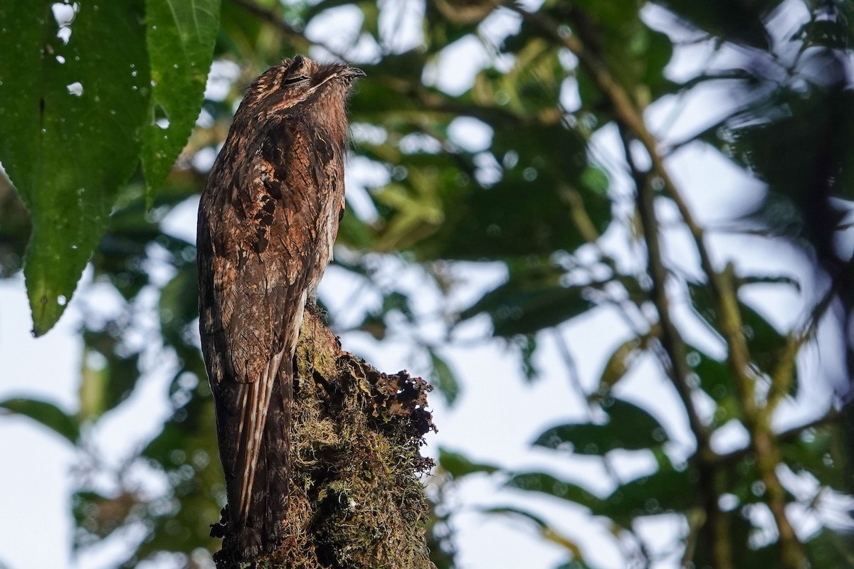 Common Potoo - Celesta von Chamier