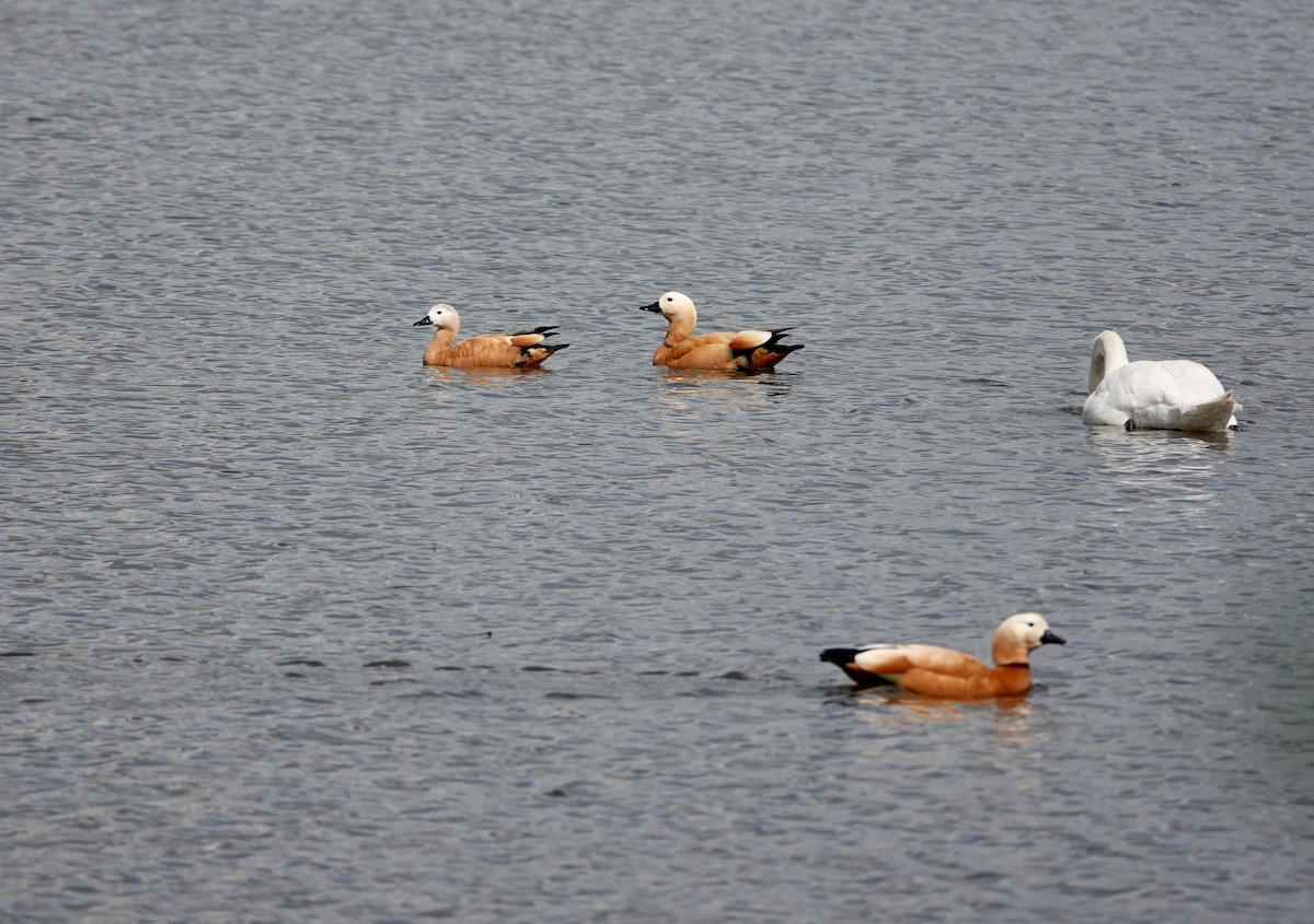 Ruddy Shelduck - Andrew Bailey