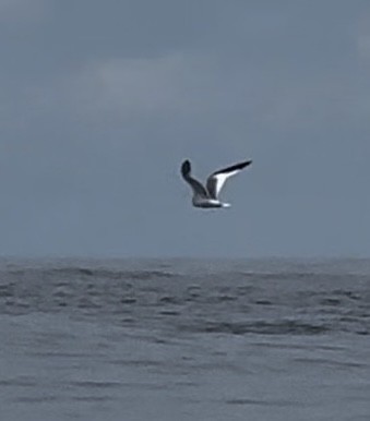 Sabine's Gull - Darcy Boivin