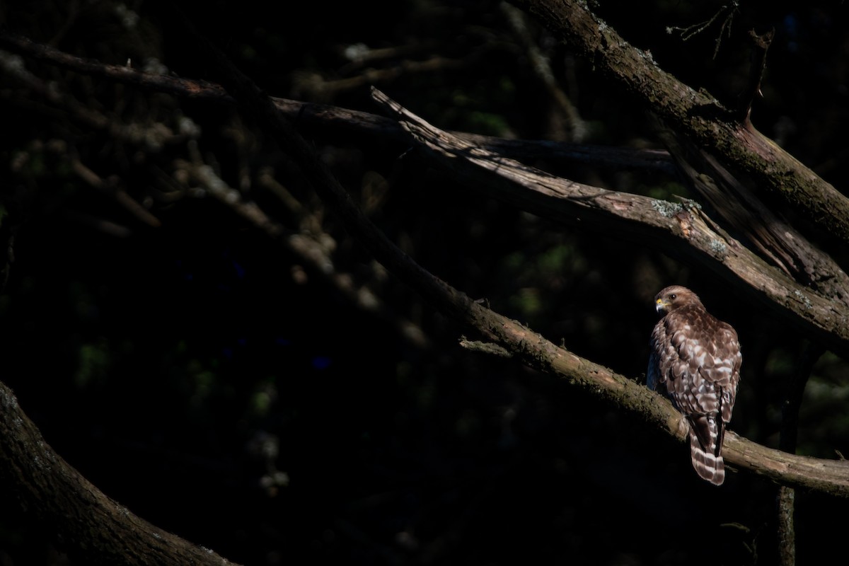 Red-shouldered Hawk - Gabe LaCount