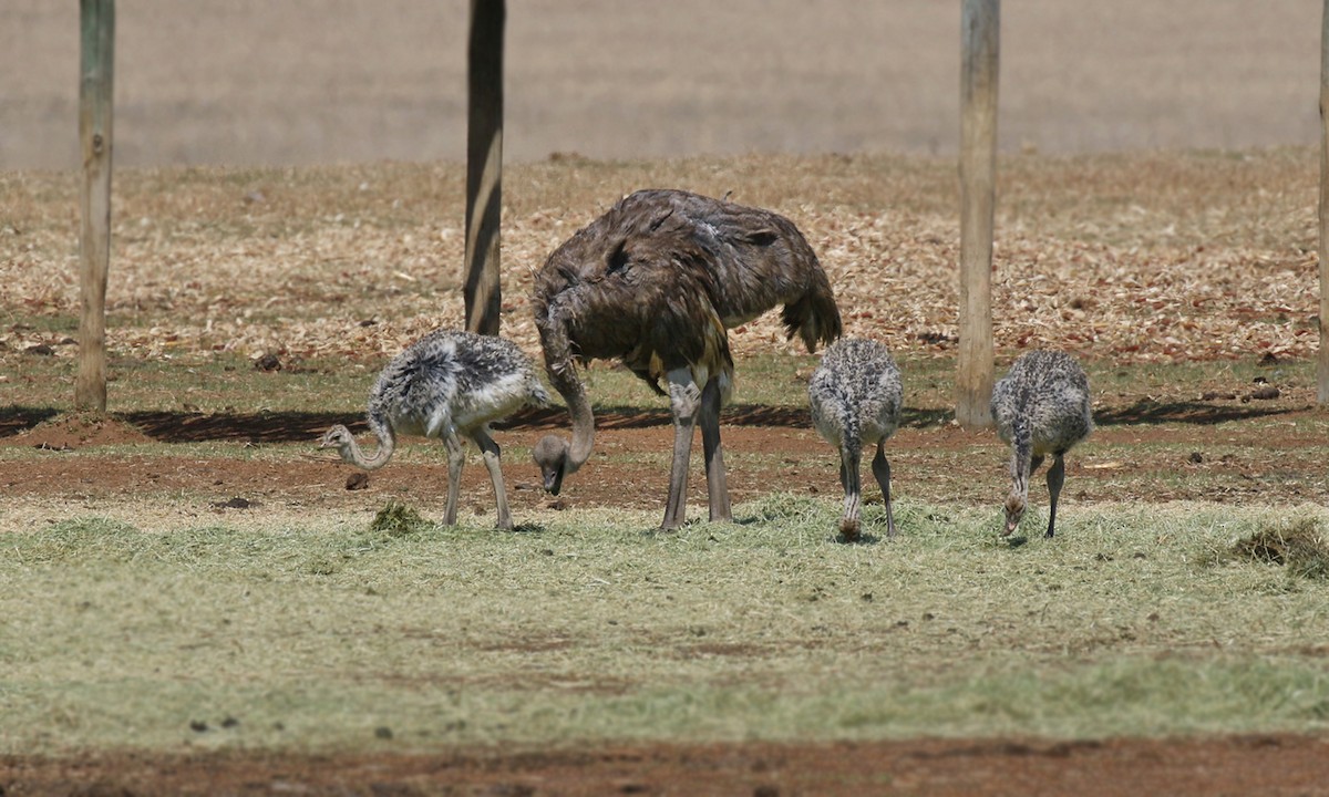 Common Ostrich - Adrián Braidotti