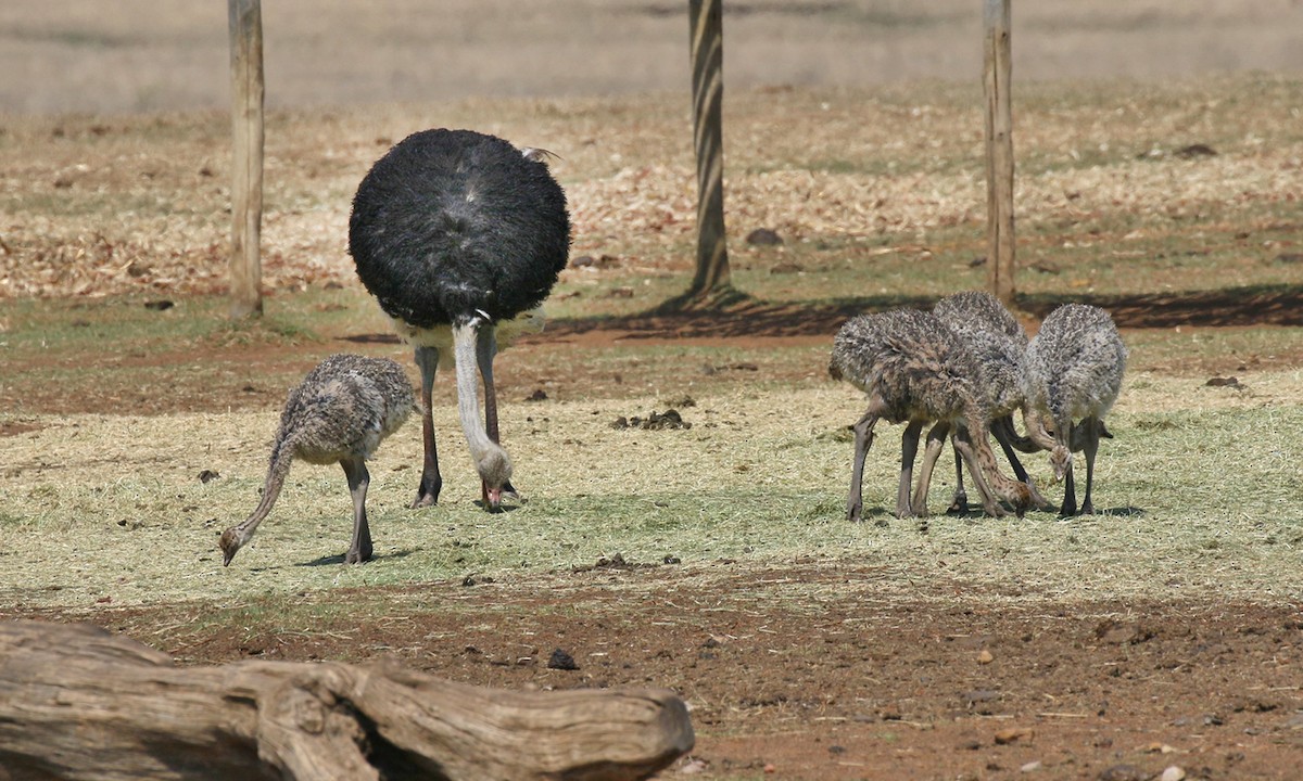 Common Ostrich - Adrián Braidotti