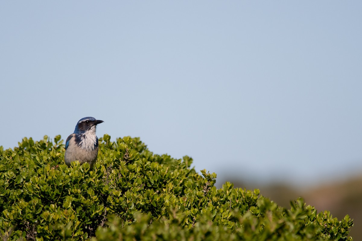 California Scrub-Jay - ML619189259