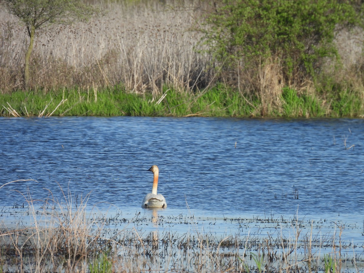 Trumpeter Swan - Thomas Galaskewicz