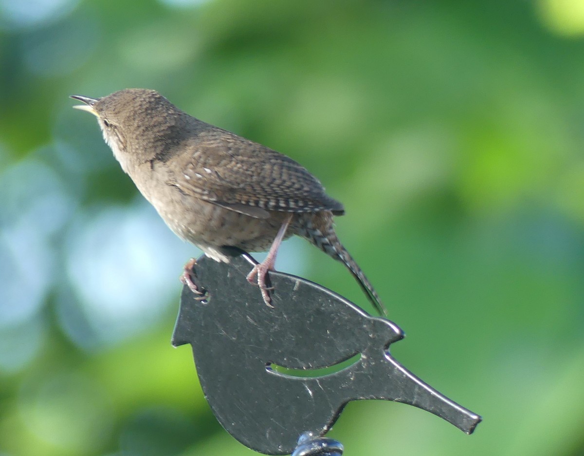 House Wren - ML619189283