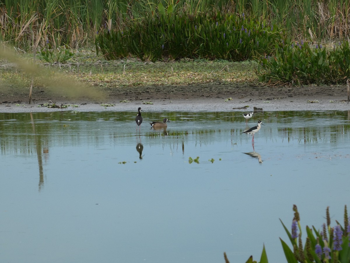 Black-necked Stilt - Craig Van Boskirk