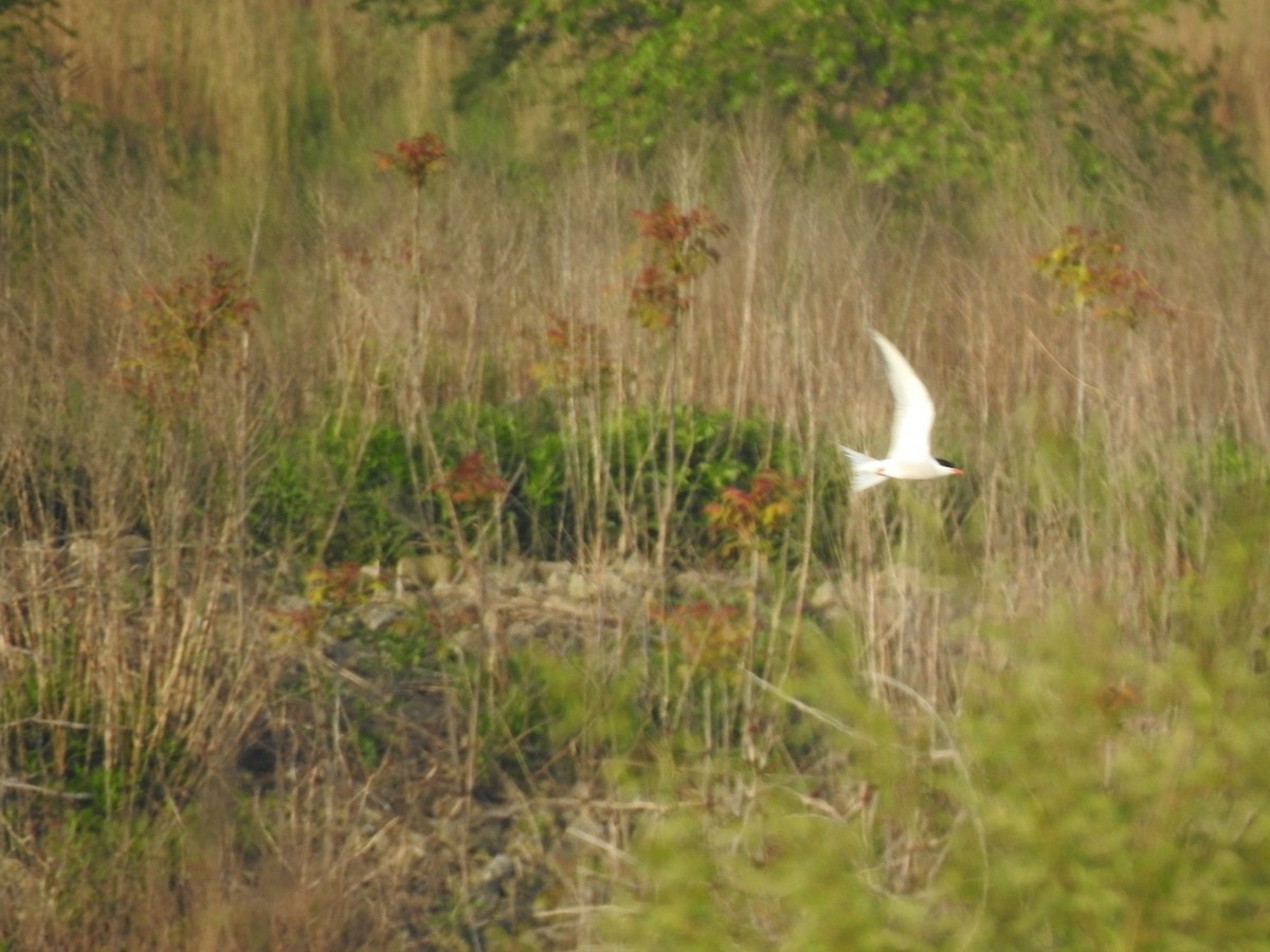 Common Tern - J Brousseau