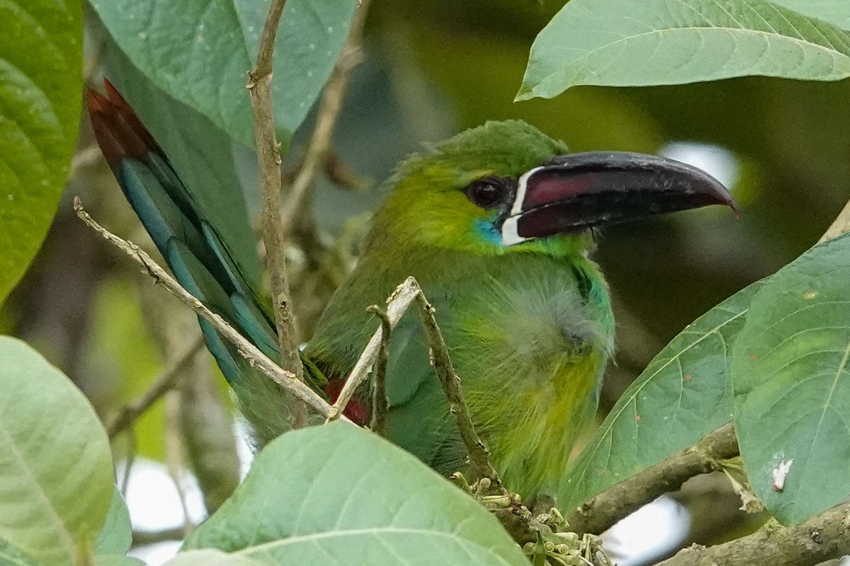 Crimson-rumped Toucanet - Celesta von Chamier