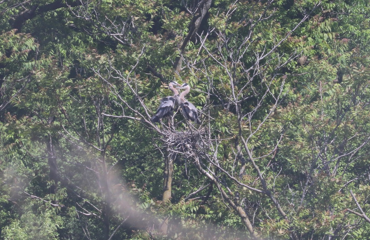 Great Blue Heron - Susan Szeszol