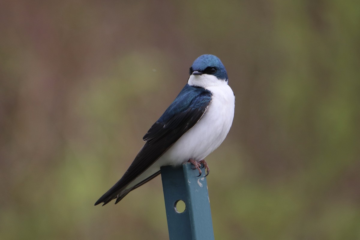 Tree Swallow - ML619189319